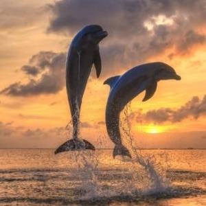 Poster_ Westmorland's Bottlenose Dolphins, Caribbean Sea, Roatan, Bay