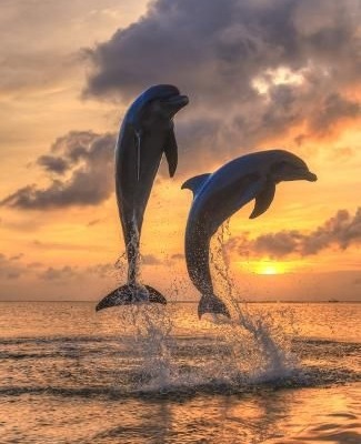 Poster_ Westmorland's Bottlenose Dolphins, Caribbean Sea, Roatan, Bay