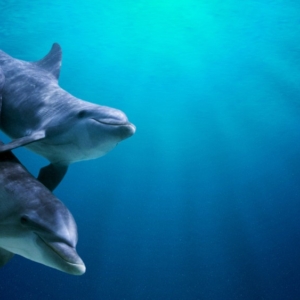 Snorkeling Tour- Satayh Dolphin Reef-boat trip-sea trip-axa tour (2)