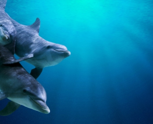 Snorkeling Tour- Satayh Dolphin Reef-boat trip-sea trip-axa tour (2)