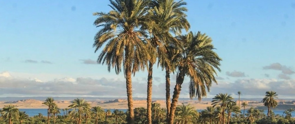 valley of the whales and Fayoum oasis