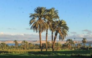 valley of the whales and Fayoum oasis