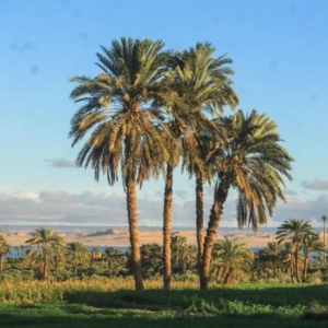 valley of the whales and Fayoum oasis