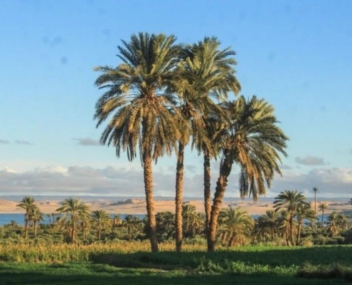 valley of the whales and Fayoum oasis