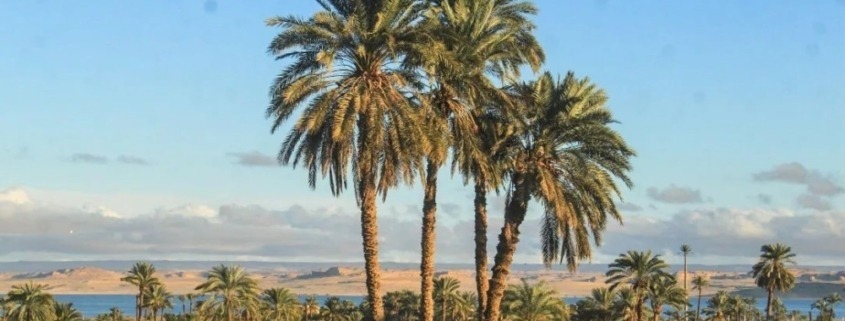 valley of the whales and Fayoum oasis