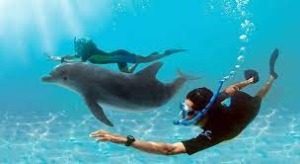 Dolphine house trip-Hurghada-axa tours