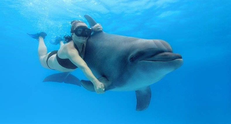 dolphin house tour