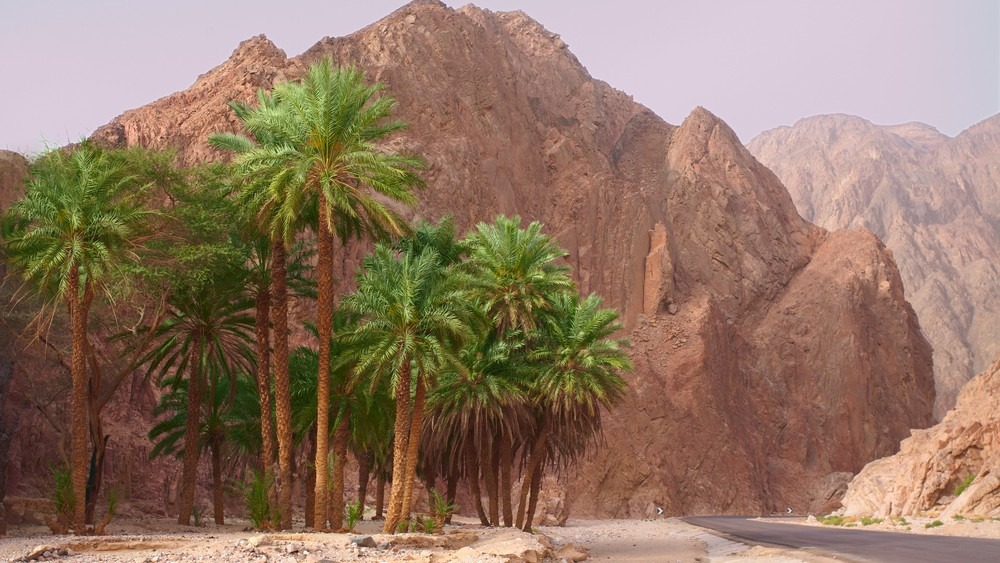 desert of egypt
