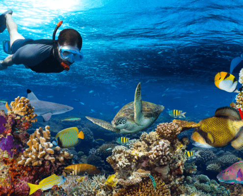 snorkeling-boat-trip-orang-bay-axa-tours-4 (1)