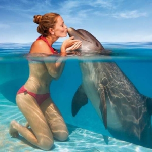 swimming with dolphins -sharm elsheikh -axa tours