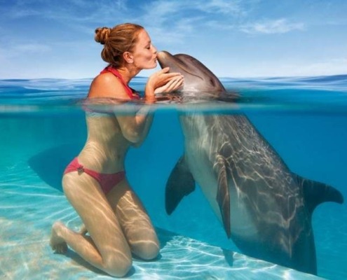 15 Dream Places To Swim With Dolphins And Make The Most Out Of It swimming with dolphins -sharm elsheikh -axa tours