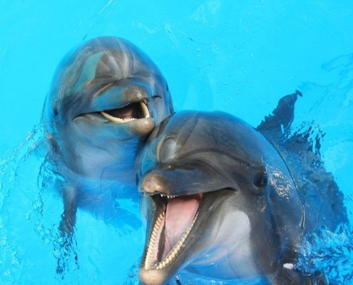 Dolphinariums in the United States Where Children Can Swim With Dolphins
