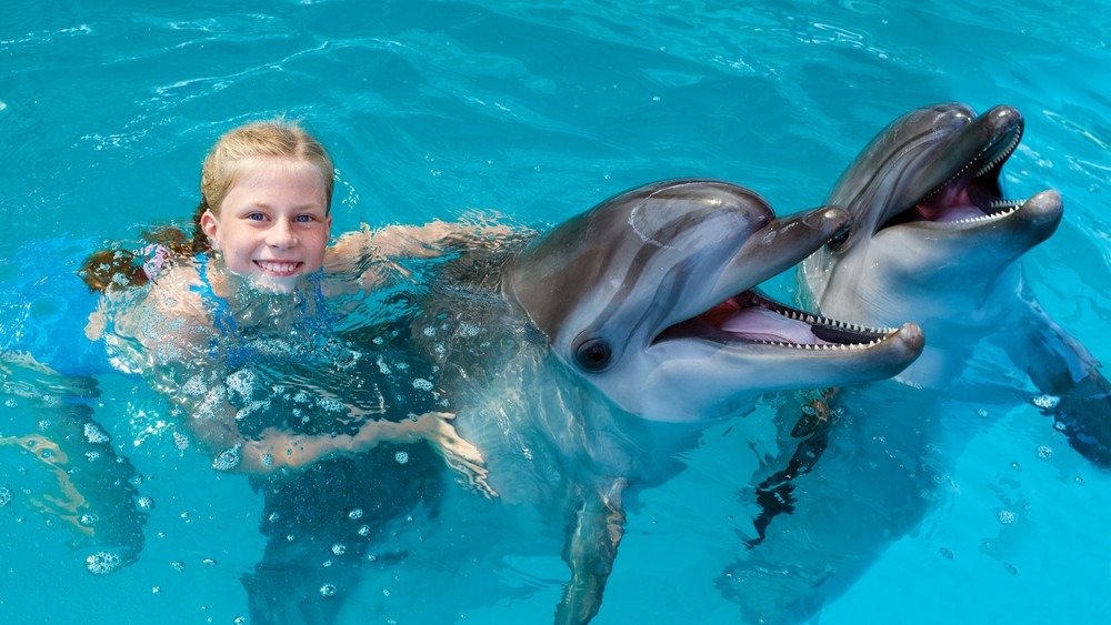 swimming with dolphins