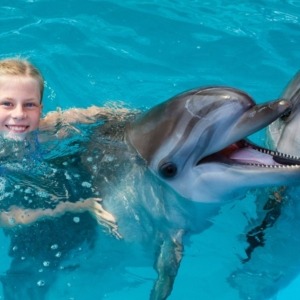 swimming-with-dolphins-axa-tours-dolphins-2