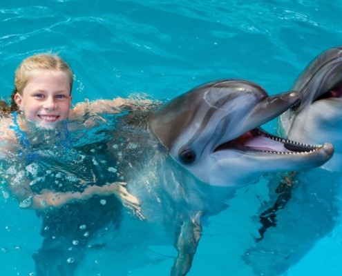 swimming-with-dolphins-axa-tours-dolphins-2