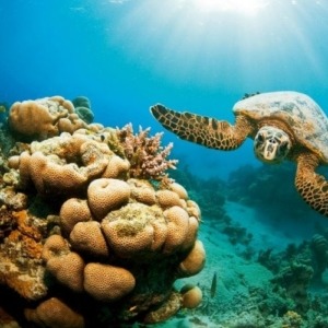 axa tours-snorkeling,-Hamata-Island-2 red sea life