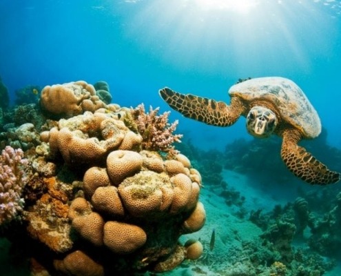 axa tours-snorkeling,-Hamata-Island-2 red sea life