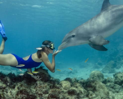 Snorkeling w Domu Delfinów (Sha’ab Samadai)