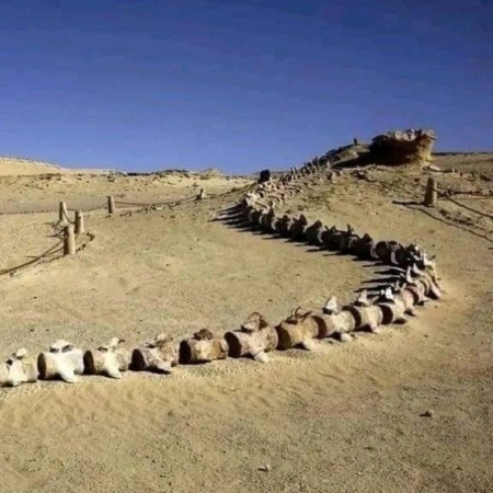 fayoum 2 the valley of the whales