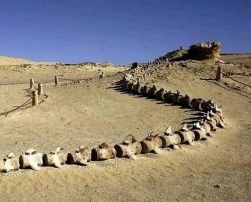 fayoum 2 the valley of the whales
