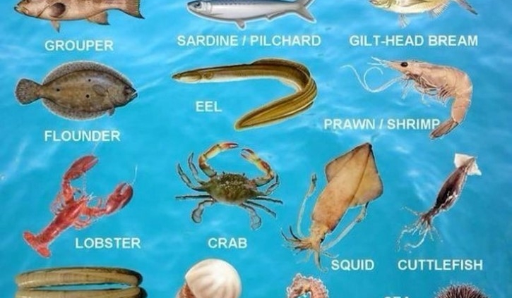 fish and sharks of the red sea