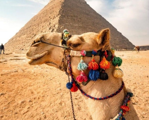 Avoid Tourist Traps of camel ride at Giza pyramids