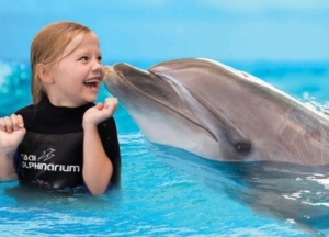 swim with dolphins.