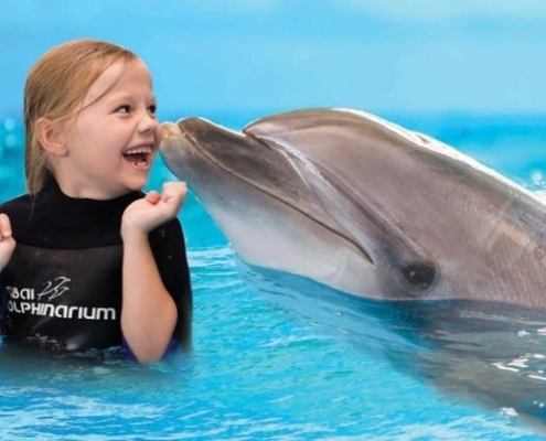 swim with dolphins swim with dolphins.