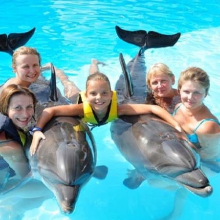 swimming with dolphins