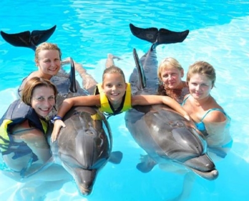 swimming with dolphins