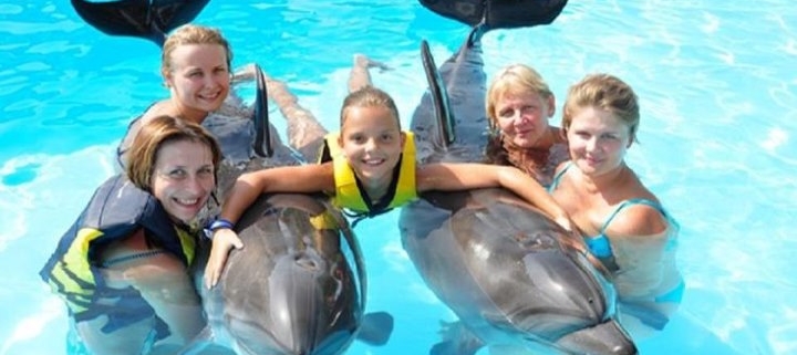 swimming with dolphins