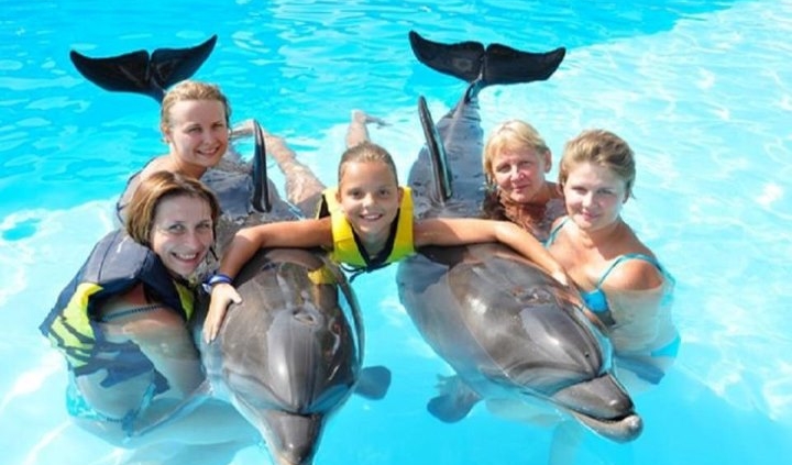 swimming with dolphins