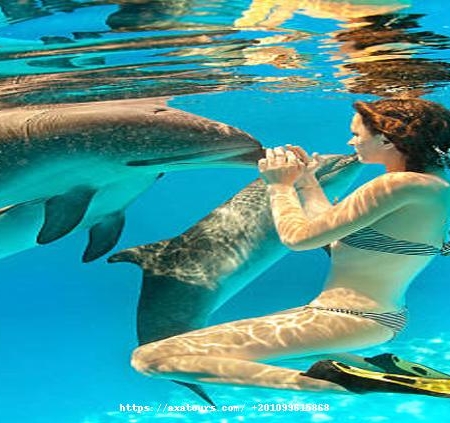 istockphoto_with_text20 Swimming with Dolphins Marsa Alam