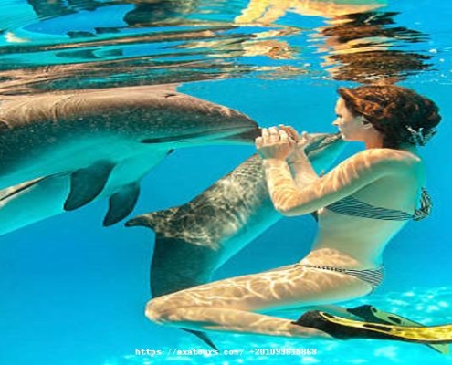 istockphoto_with_text20 Swimming with Dolphins Marsa Alam