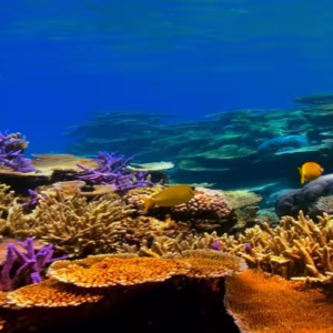 Scuba Diving Tours in Hurghada: Red Sea Adventures Await