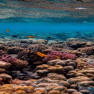Migliori Escursioni di Snorkeling a Hurghada: Scopri il Mar Rosso