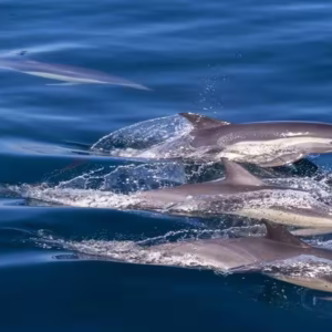 Swim with Dolphins Hurghada Tours: Get Up Close