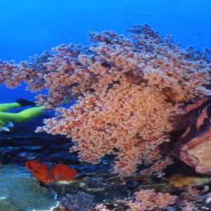 Diving Marsa Alam Tours: Unforgettable Underwater Adventures