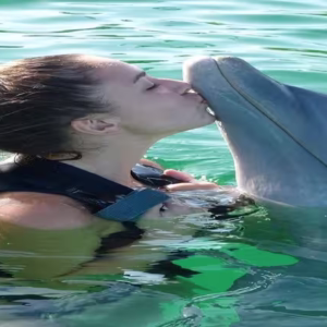 Swim with Dolphins Sharm El Sheikh: Dive into Joy