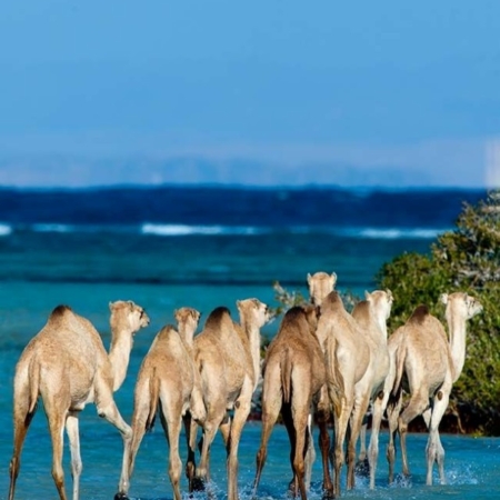 Wadi El Gemal Safari tour from Marsa Alam