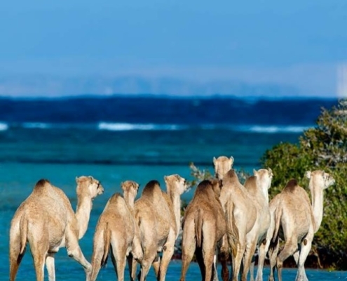 Wadi El Gemal cover Wadi El Gemal Safari tour from Marsa Alam