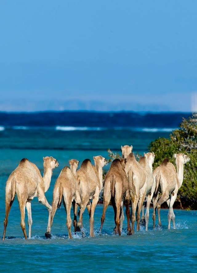 Wadi El Gemal Safari tour from Marsa Alam