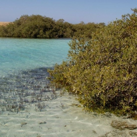ras mohamed mangrove
