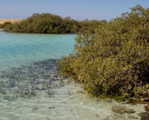 ras mohamed mangrove